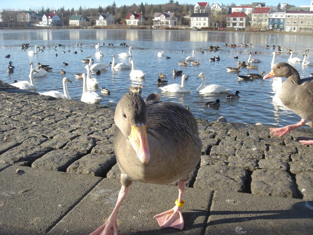 Ducks and swans gallore