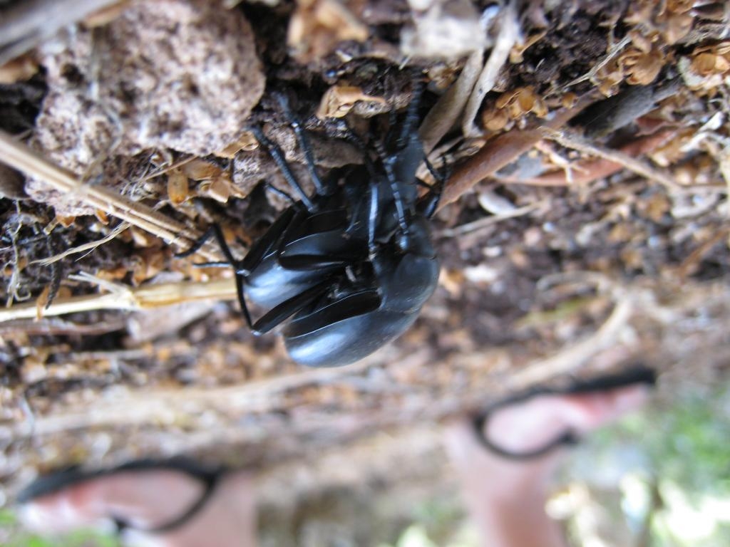 Beetle bus!
