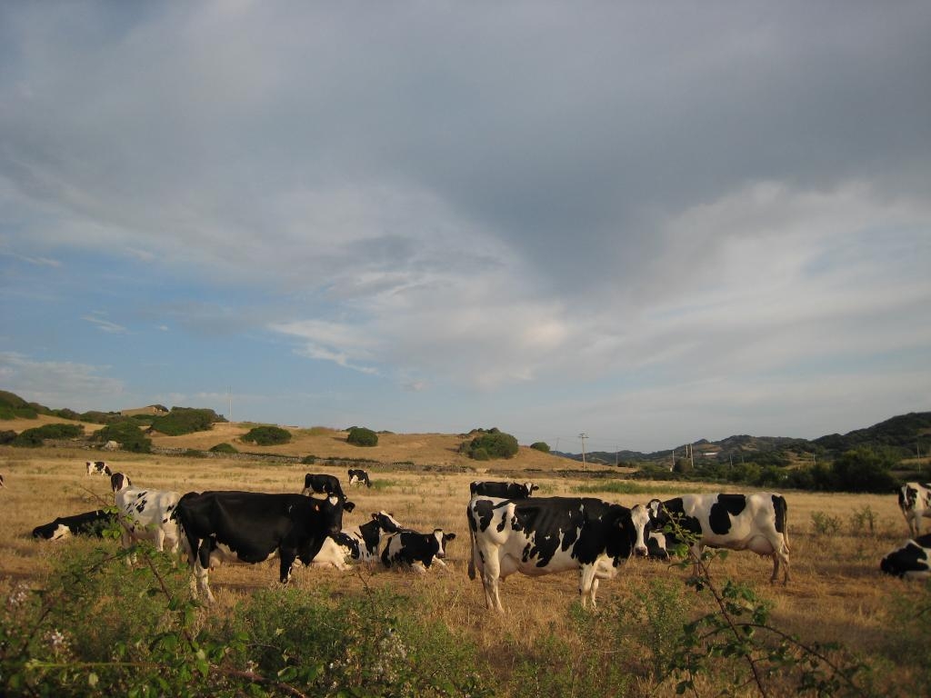 Mooo cows