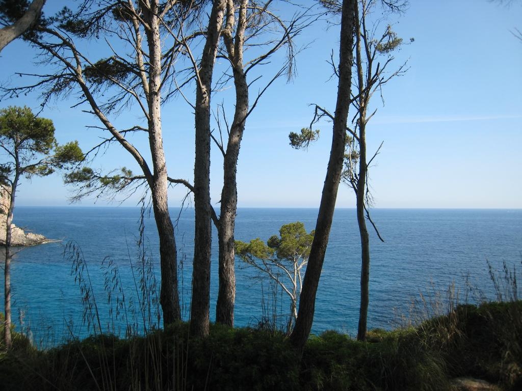 Pine trees and the sea