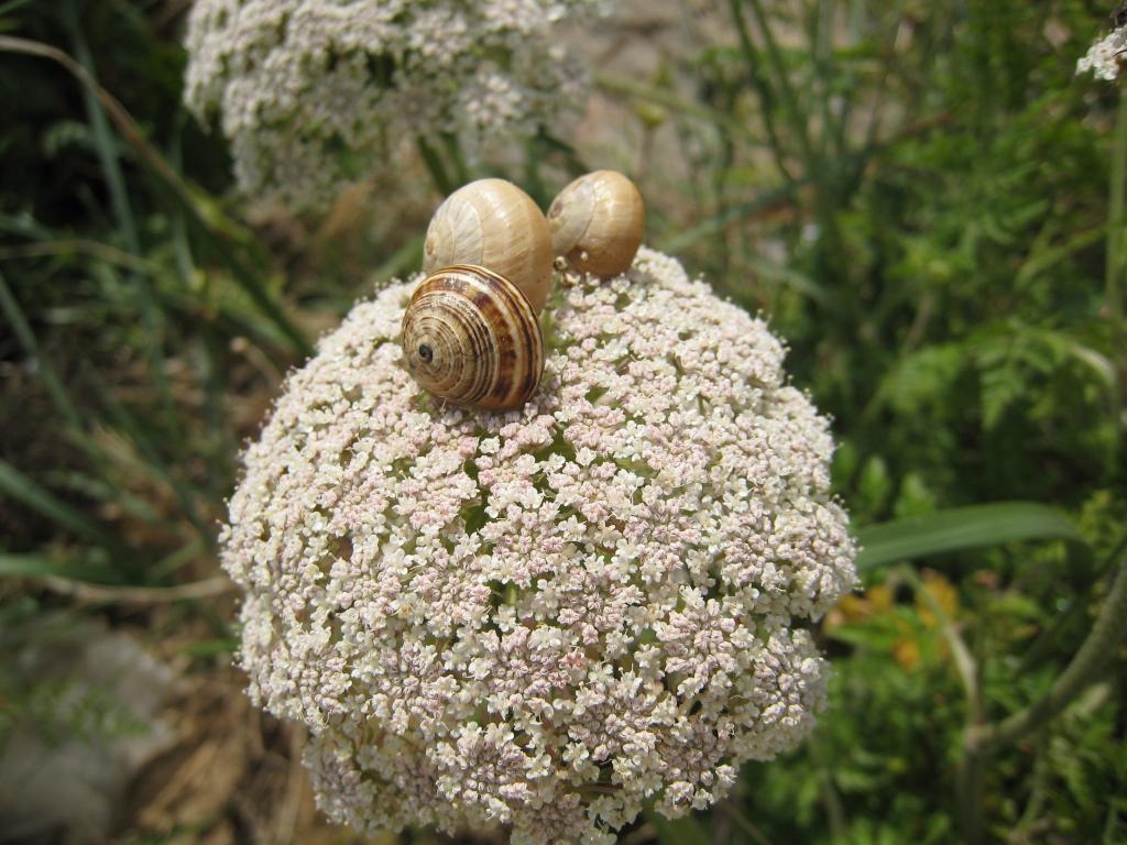Snails' skyscraper