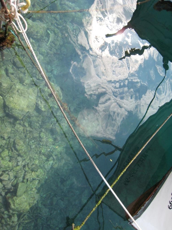 If you stare, the fishes move