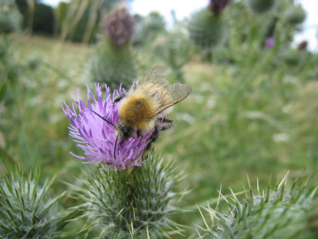Bee