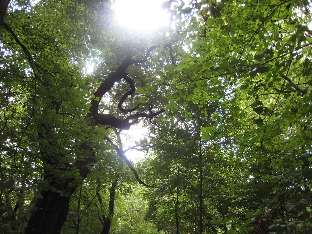 Light entering the shade