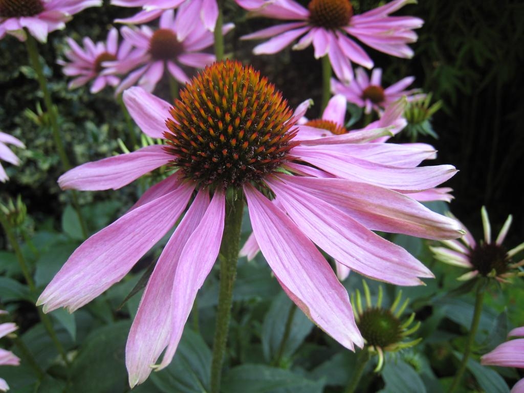 Flower macro