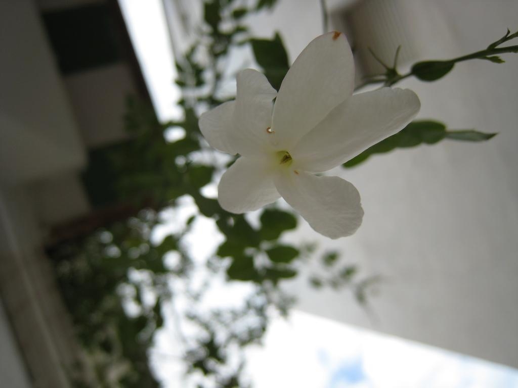 Jasmine flower