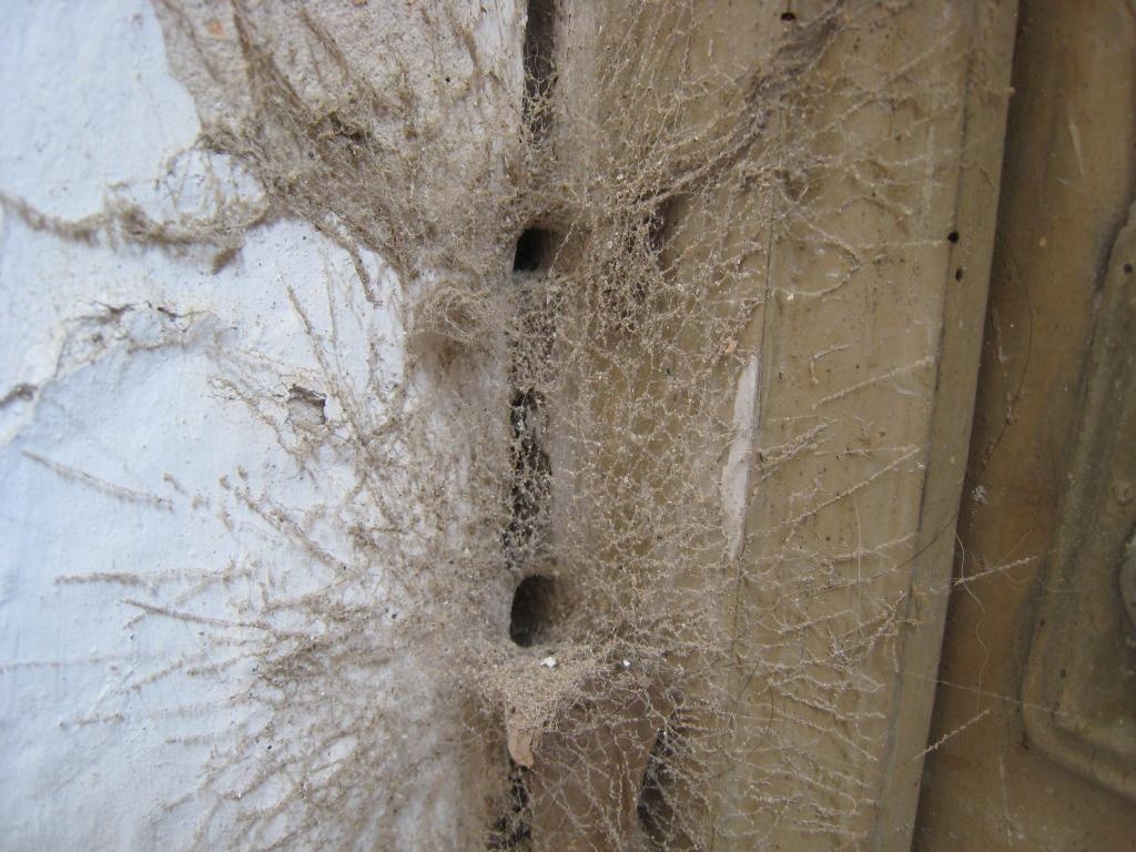 Ant and spider lair