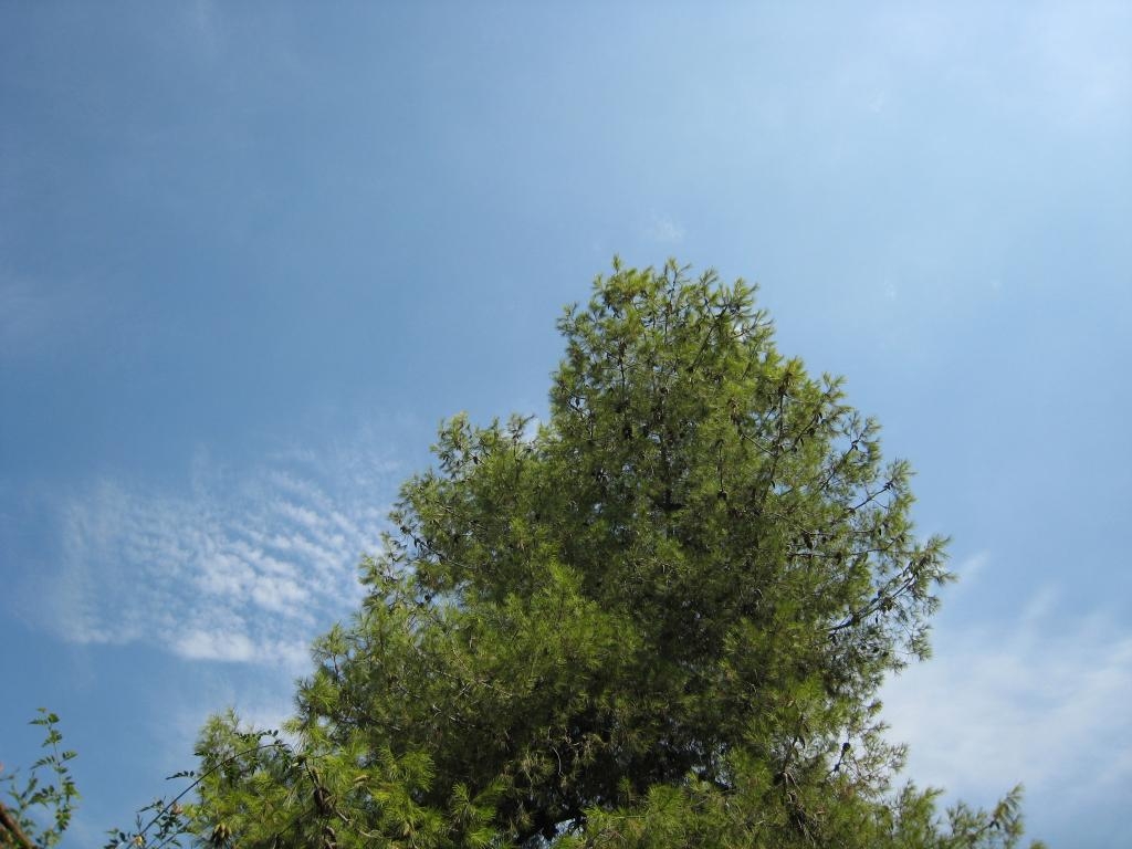 Pine tree over a blue sky