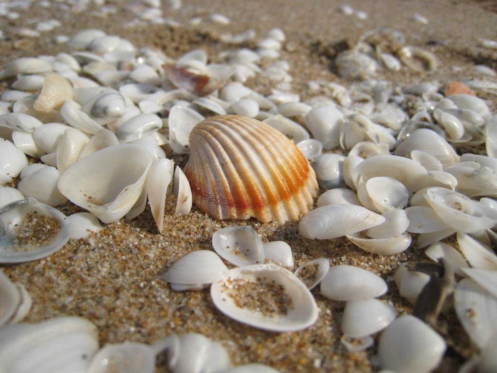 Shell in the beach