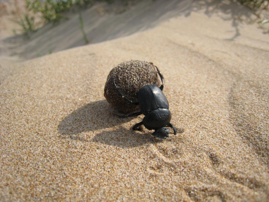 Hardworking beetle