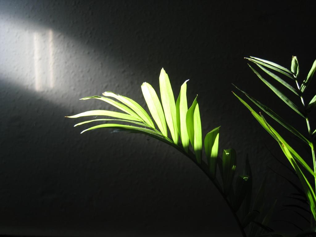 Sun ray over a palm