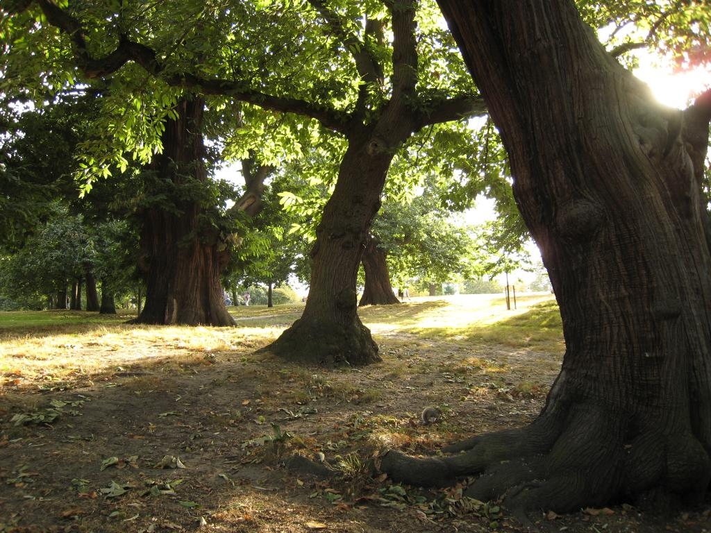 Greenwich sunshine