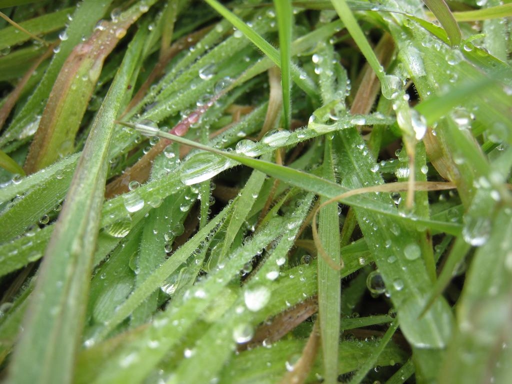 Superwet grass