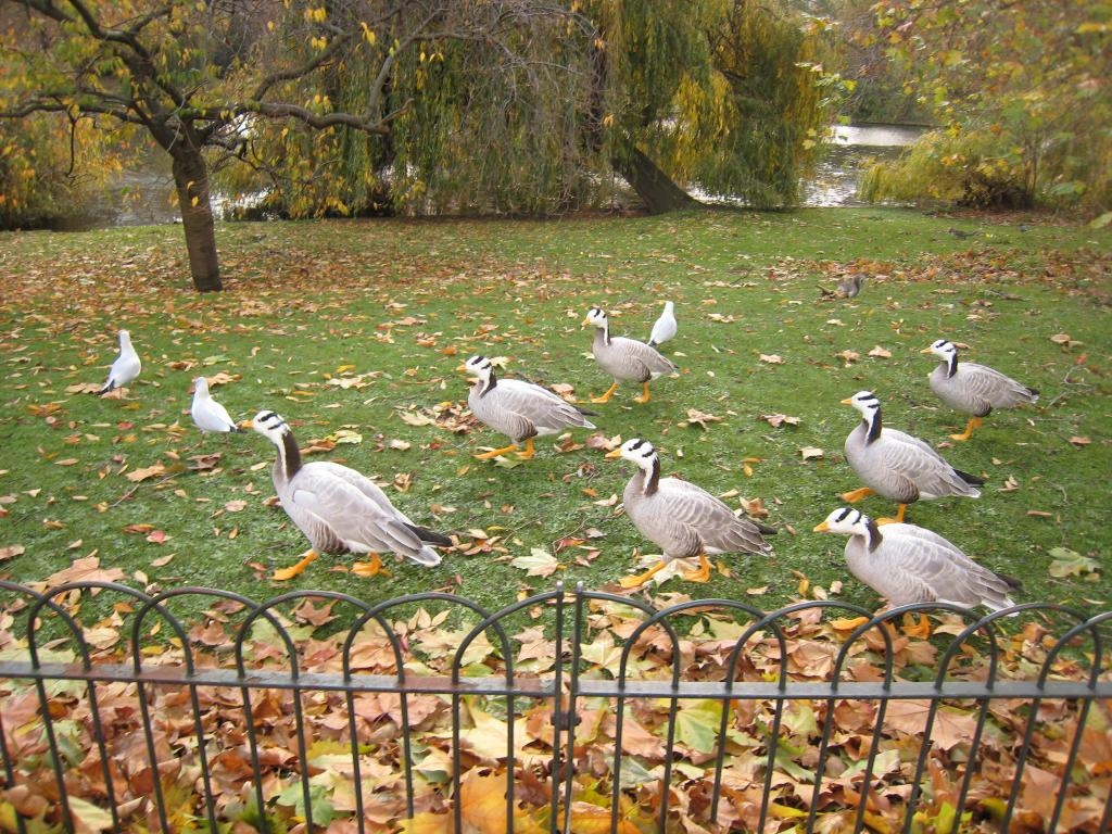 An army of gooses