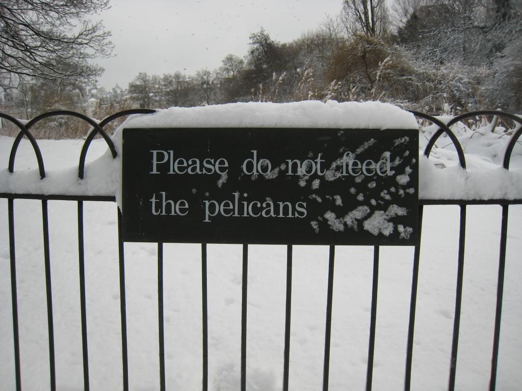 Please do not feed the pelicans