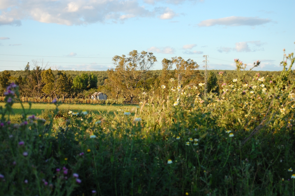 DSC_2421.JPG