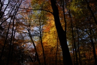 Burnham beeches