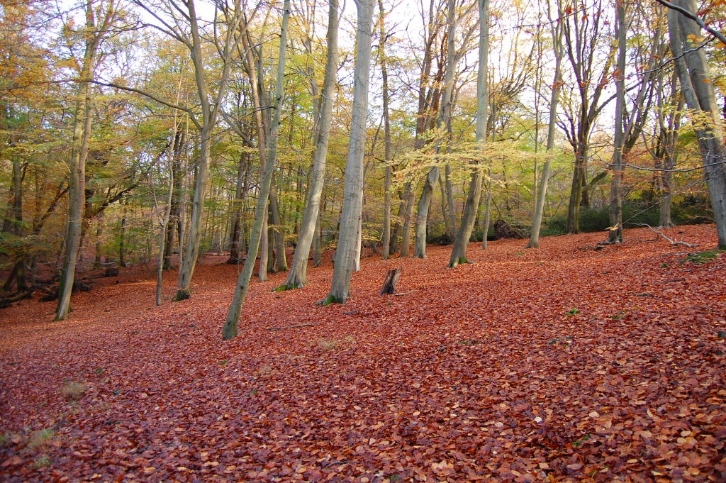 DSC_4508.JPG