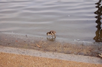 Hyde Park + Bayswater 2010/02/06
