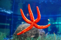Valencia - Oceanogràfic