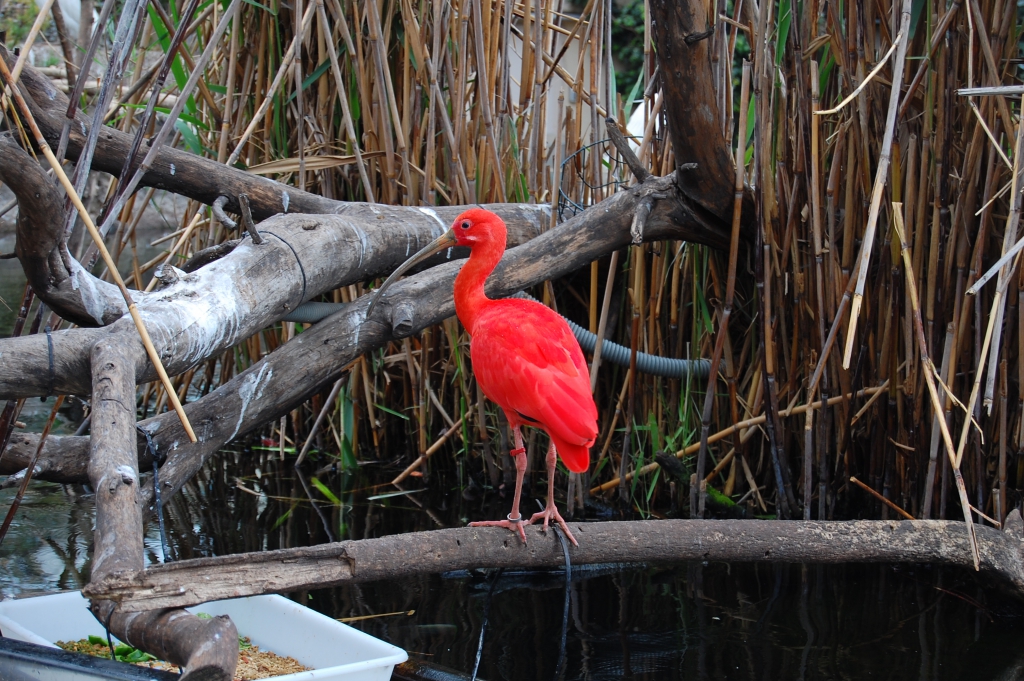 DSC_5997.JPG